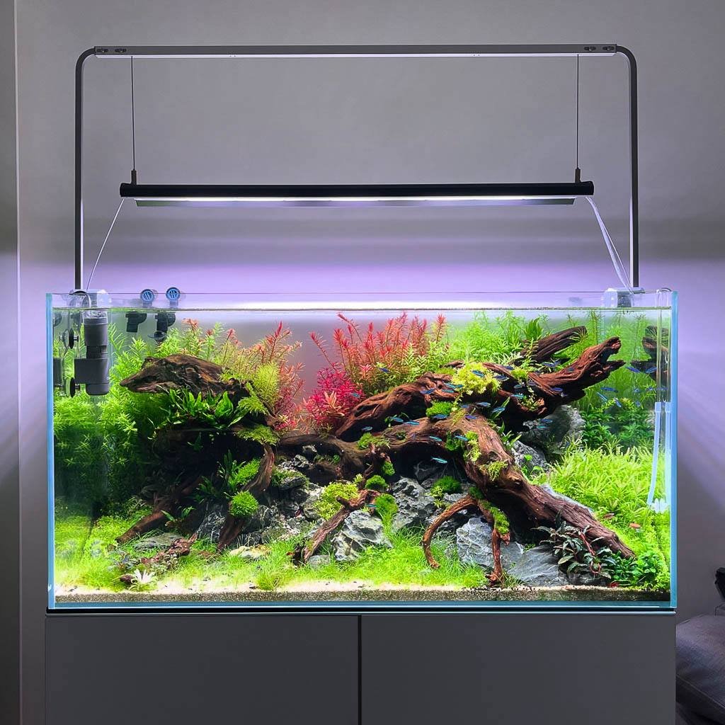 aquascaping